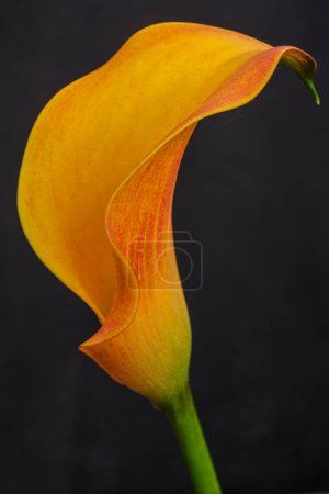 Photo for Yellow lily, Zantedeschia aethiopica,  Mallorca, Balearic Islands, Spain - Royalty Free Image