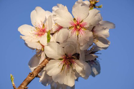 Téléchargez les photos : Almond blossoms, Randa, Mallorca, Balearic Islands, Spain - en image libre de droit