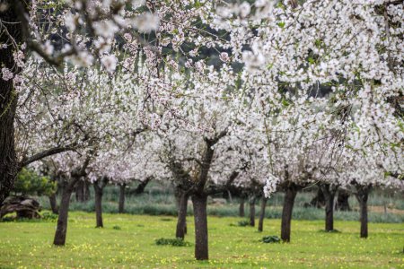 Téléchargez les photos : Field of almond blossoms, Mancor de la Vall, Mallorca, Balearic Islands, Spain - en image libre de droit