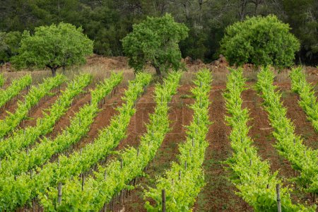 Photo for Vineyard plantation in the rain, Algaida, Mallorca, Balearic Islands, Spain - Royalty Free Image