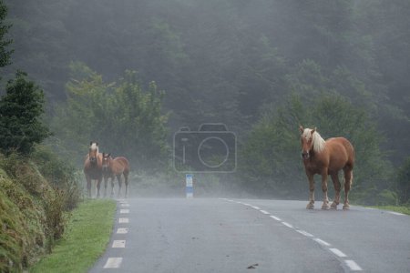 Téléchargez les photos : Troupeau de chevaux, route Isaba-France, vallée de Belagua, Isaba, Navarre, Espagne, Europe - en image libre de droit