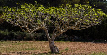 Photo for Fig tree, Formentera, Pitiusas Islands, Balearic Community, Spain - Royalty Free Image