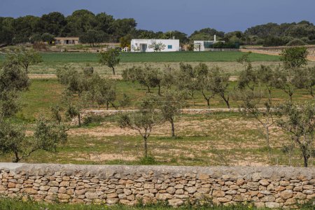 Photo for Olive field, Formentera, Cap de Barberia, Pitiusas Islands, Balearic Community, Spain - Royalty Free Image