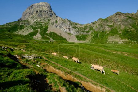 Foto de Vacas que ascienden a la colina, Col de Souzon, Midi d 'Ossau pico, 2884 metros, Parque Nacional Pirineos, Pirineos Atlánticos, Francia - Imagen libre de derechos
