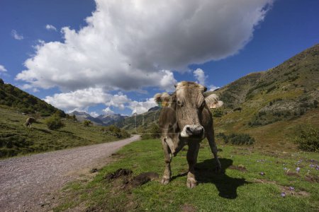 Foto de Vaca junto a la pista, valle de Guarrinza, pirineo aragones, Huesca, España - Imagen libre de derechos