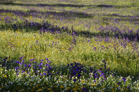 Foto de Dehesa en primavera, Estremoz, Alentejo, Portugal, europa - Imagen libre de derechos