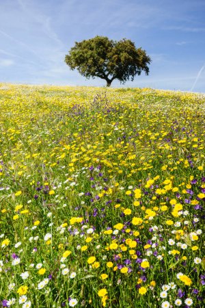 Foto de Dehesa en primavera,Campo Maior, Alentejo,Portugal - Imagen libre de derechos