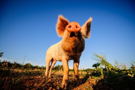 Foto de Cerdo sorprendido en un campo agrícola, Sant Jordi, municipio de Palma, mallorca, islas baleáricas, España, Europa - Imagen libre de derechos