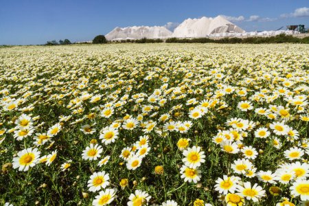 Foto de Primavera en el salobrar de campos, Ses Salines, Mallorca, Islas Baleares, España. - Imagen libre de derechos
