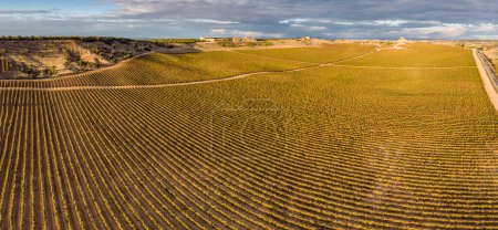 Photo for Field of vines, Aranda de Duero, Burgos province, Spain - Royalty Free Image