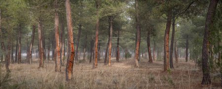 Photo for Resin extraction in a Pinus pinaster forest, Montes de Coca, Segovia, Spain - Royalty Free Image