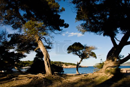 Téléchargez les photos : Sabinar de Cala Bassa, Juniperus phoenicea. Parc naturel Cala Bassa-Cala Compte.Ibiza.Îles Baléares Espagne. - en image libre de droit