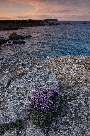 Téléchargez les photos : Punta de Sa Torre.Parque naturel Cala Bassa-Cala Compte.Ibiza.Îles Baléares Espagne. - en image libre de droit