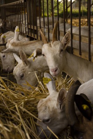 Téléchargez les photos : Granja de cabras y ovejas Can Caus .Santa Gertrudis de Fruitera.Ibiza.Îles Baléares Espagne. - en image libre de droit