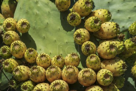 Photo for Fruits of Opuntia ficus-indica, Bunyola, Majorca, Balearic Islands, Spain - Royalty Free Image