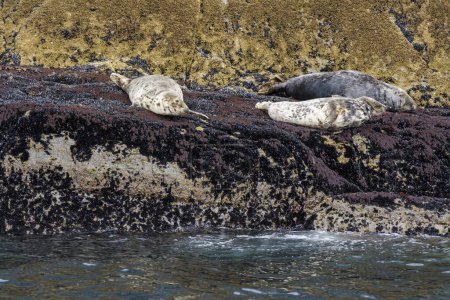 Téléchargez les photos : Phoque gris, Halichoerus grypus, Sceilg Bheag, Skellig Rock Small, Irlande, Royaume-Uni - en image libre de droit