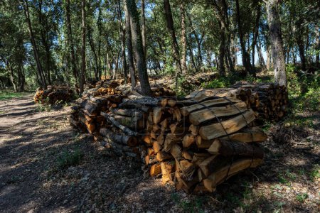 Photo for Stacked oak firewood, Saint-Martin-le-Vieil, French Republic, Europe - Royalty Free Image
