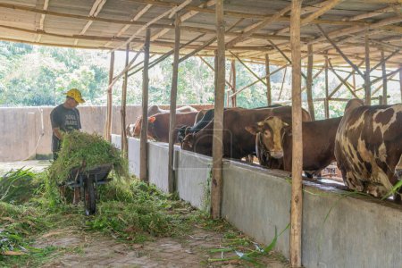 Foto de Serang, Indonesia - 19 de junio de 2020: Sostenible, la agricultura y las vacas que comen en una granja para la salud, el bienestar y el suministro de productos lácteos. Industria, agricultura y alimentación de ganado al aire libre en un entorno ecológico, natural o ganadero en el campo. - Imagen libre de derechos