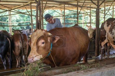 Foto de Serang, Indonesia - 19 de junio de 2020: Sostenible, la agricultura y las vacas que comen en una granja para la salud, el bienestar y el suministro de productos lácteos. Industria, agricultura y alimentación de ganado al aire libre en un entorno ecológico, natural o ganadero en el campo. - Imagen libre de derechos