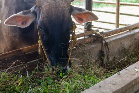 Foto de Sustentable, la agricultura y las vacas que comen en una granja para la salud, el bienestar y el suministro de lácteos. Industria, agricultura y alimentación de ganado al aire libre en un entorno ecológico, natural o ganadero en el campo. - Imagen libre de derechos