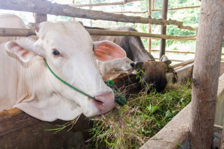 Foto de Sustentable, la agricultura y las vacas que comen en una granja para la salud, el bienestar y el suministro de lácteos. Industria, agricultura y alimentación de ganado al aire libre en un entorno ecológico, natural o ganadero en el campo. - Imagen libre de derechos