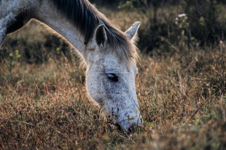 Grey horse grazing on the grass, closeup shot.