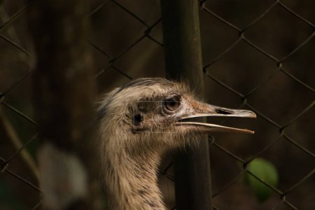 Photo for Greater Rhea portrait shot on blurred grid fence background. - Royalty Free Image