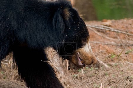Photo for Indian sloth bear walking, closeup shot. - Royalty Free Image