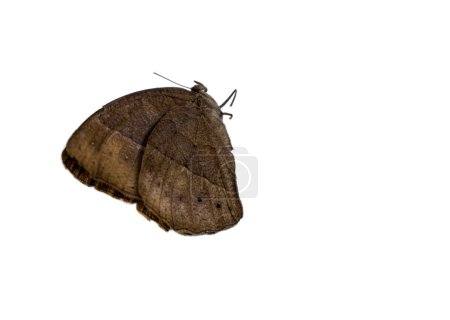 Téléchargez les photos : Gros plan de papillon brun avec foyer sélectif, isolé sur fond blanc. - en image libre de droit