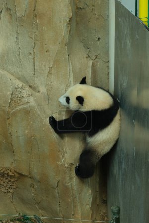 Foto de Selective focus with noise effect indoor picture of climbing panda at the rock - Imagen libre de derechos