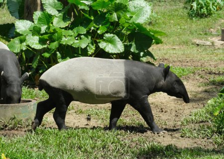 Photo for Selective focus and of moving tapir moving at it's own habitat. - Royalty Free Image