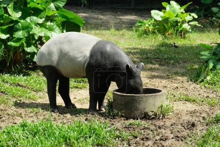 Photo for A picture of tapir eating at its own habitat. Endangered animal in Malaysia. - Royalty Free Image