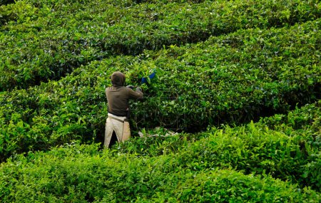 Photo for A picture of tea plantation with motion blur worker plucking tea insight. - Royalty Free Image