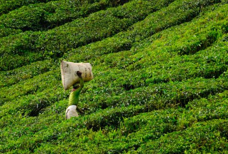 Photo for "Cameron Highland, Malaysia- December 13th, 2023: A picture of Boh tea worker carrying after plucking leaves in the bag at the plantation field." - Royalty Free Image