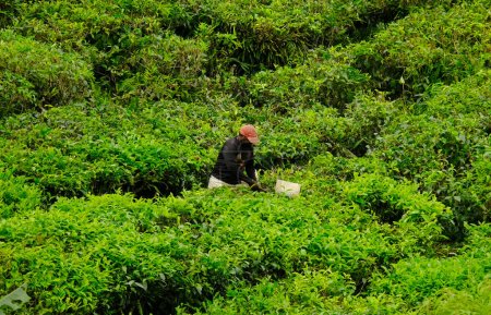 Photo for A picture of tea plantation with worker plucking tea insight. - Royalty Free Image