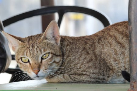 Brown cat with beautiful yellow eyes