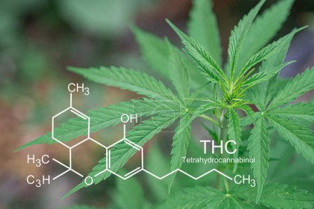Téléchargez les photos : Cannabis plants growing at outdoor farms. Photo with the formula THC (tetrahydrocannabinol). Close-up. Concept of cannabis plantation for medical. - en image libre de droit