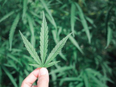 Photo for Close-up of hand holding a cannabis leaf. - Royalty Free Image