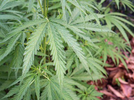 Fresh green cannabis plant. Growing organic cannabis herb on the farm outdoor. Close-up young hemp. Marijuana plantation for medical and business concept.