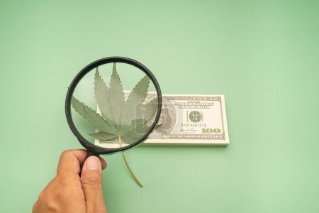 Hand of holding a magnifying glass looking at cannabis leaf over on dollar banknotes isolated on a green background.  Close-up photo. Marijuana plantation for medical and business concept.