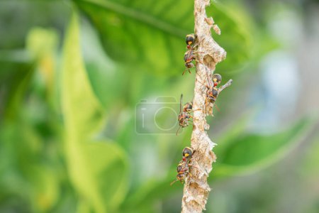 Primer plano de avispón asiático o una avispa de papel se posa y es activo en su nido colgado en el árbol en el patio trasero.
