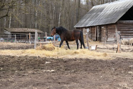 A horse is standing in a grassy field next to a red barn. The horse appears calm and alert, with its tail swishing. The barn provides a rustic backdrop to the scene.