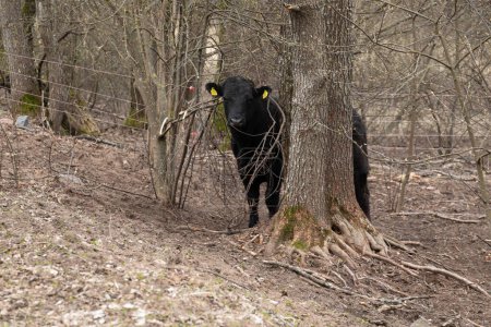 Eine schwarze Kuh steht neben einem Baum in einem dichten Wald. Das Fell der Kühe glitzert unter dem Sonnenlicht, das durch die Blätter filtert. Die Baumrinde wirkt rau und strukturiert, kontrastiert mit der