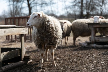 Eine Schafherde steht auf einem trockenen Grasfeld. Die Schafe sind über das Feld verstreut und grasen auf der spärlichen Vegetation. Die Szene zeigt einen typischen Tag im Leben dieser Tiere.