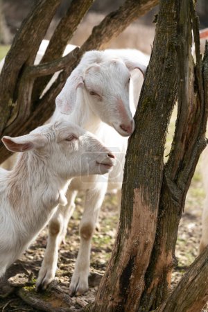 A couple of goats are standing next to a tree in a grassy field. They are looking around and nibbling on the leaves. The goats appear to be healthy and well-fed.