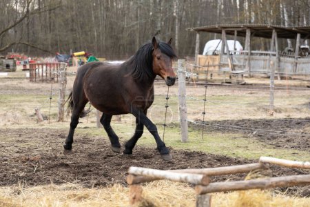 A brown horse with black mane and tail is trotting inside a fenced area. The horses hooves are gracefully hitting the ground as it moves in a rhythmic motion.