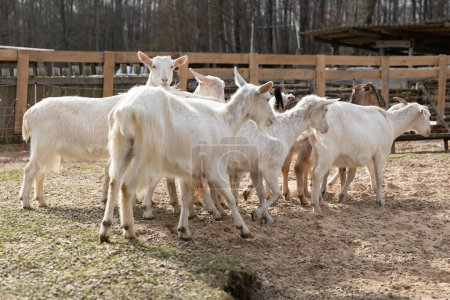 A large group of white goats are gathered closely together, standing in a row. They are all facing the same direction, with some looking towards the camera. The goats appear calm and docile as they