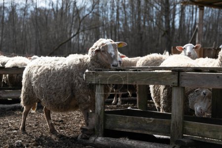 Un grupo de ovejas se reúnen estrechamente, de pie lado a lado en un campo. Las ovejas están todas mirando en la misma dirección, con algunos pastando en la hierba, mientras que otros miran a su alrededor.