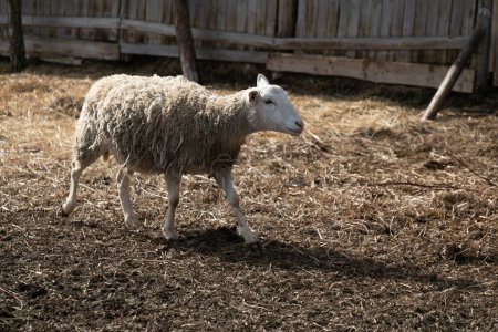 A sheep is casually walking within a fenced area. The surroundings are secure, and the sheep appears to be moving confidently on its own. The interaction between the animal and its environment is the