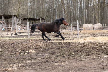 A horse is seen galloping energetically within a fenced area. The majestic animals powerful strides create dust clouds behind it as it moves swiftly and gracefully around the enclosed space.